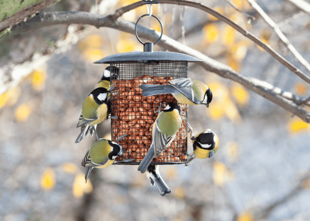 RSPB Big Garden Birdwatch 2022